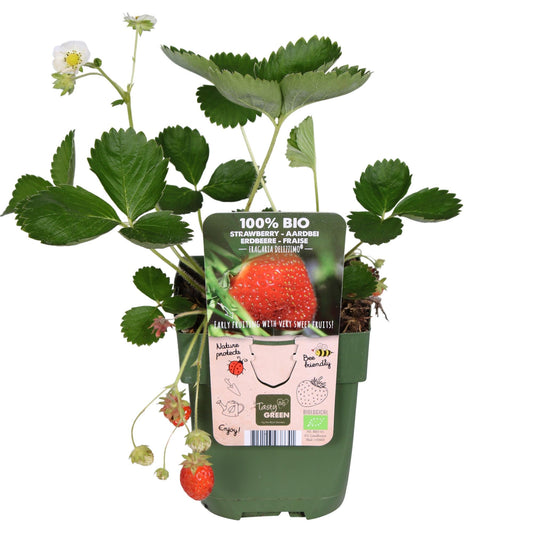 Fragaria x ananassa Delizzimo - Ø13cm - ↕45cm 