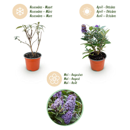 Green boutiQ - Gartenpflanze - Buddleja davidii Butterfly Candy Little Lila - Schmetterlingsstrauch - Kompakt - Lila - 1 Pflanze - Topf 12cm - Höhe 20-25cm 
