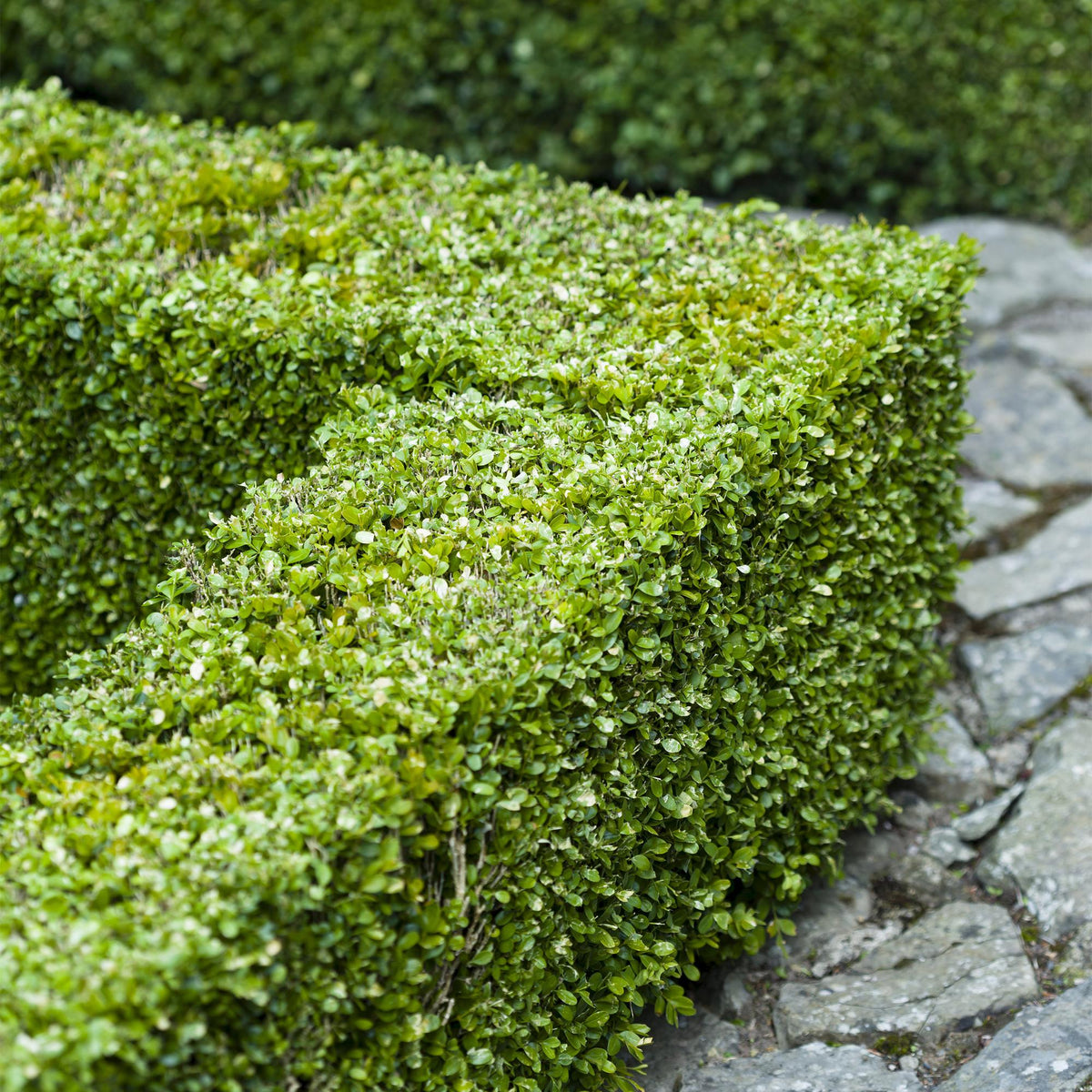 Gewöhnlicher Buchsbaum - Buxus sempervirens - Blatt grün - 6 Pflanzen - Heckenpflanze - 1 laufender Meter - immergrün - Topf 17cm Höhe 45cm 