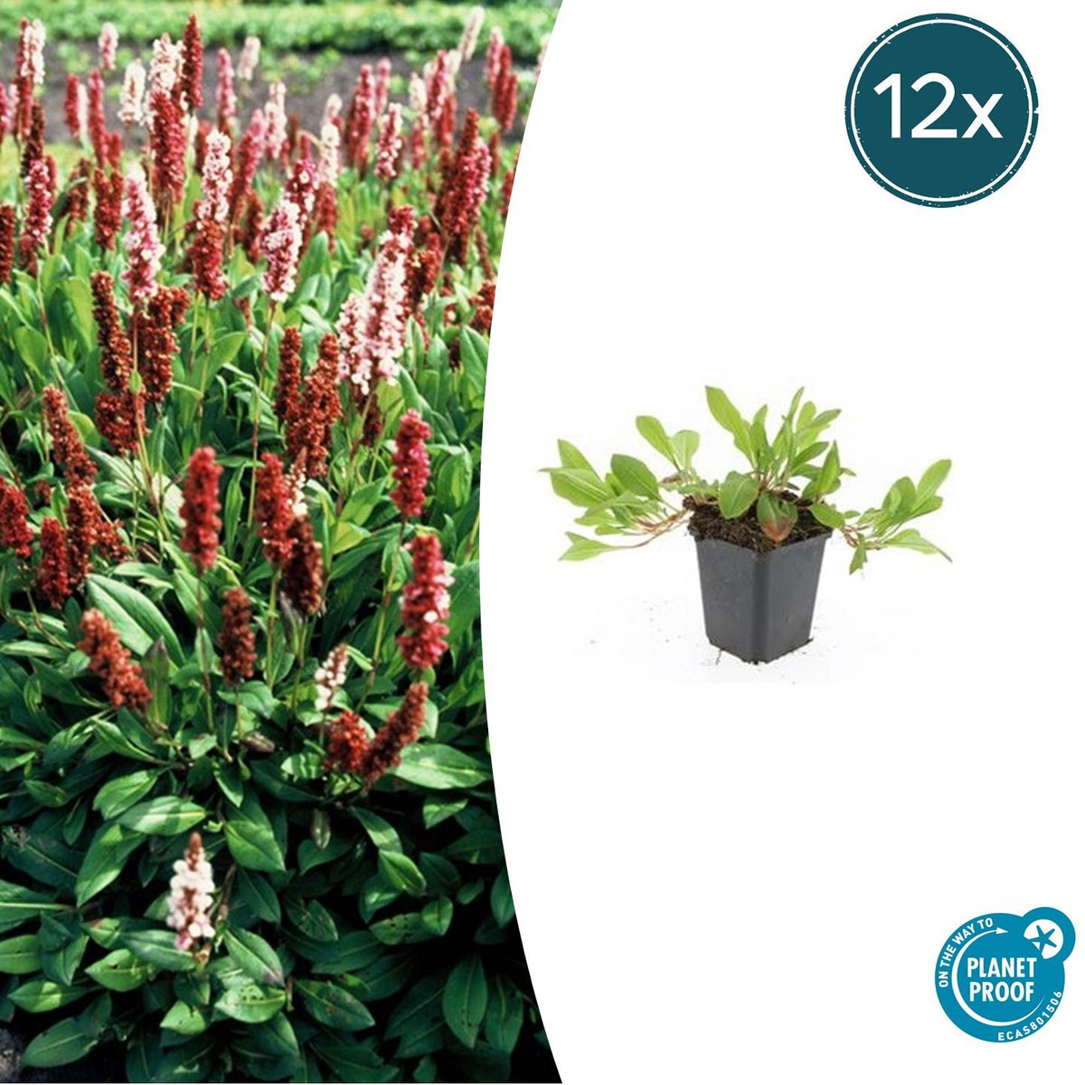 Schneckenknöterich Persicaria aff. 'Darjeeling Red' – ↕10-25cm – Ø9cm – 6 Pflanzen – Rotes Laub – Sonne & Halbschatten – Pfle