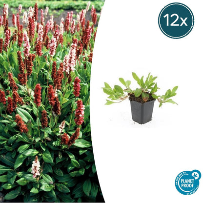 Schneckenknöterich Persicaria aff. 'Darjeeling Red' – ↕10-25cm – Ø9cm – 6 Pflanzen – Rotes Laub – Sonne & Halbschatten – Pfle