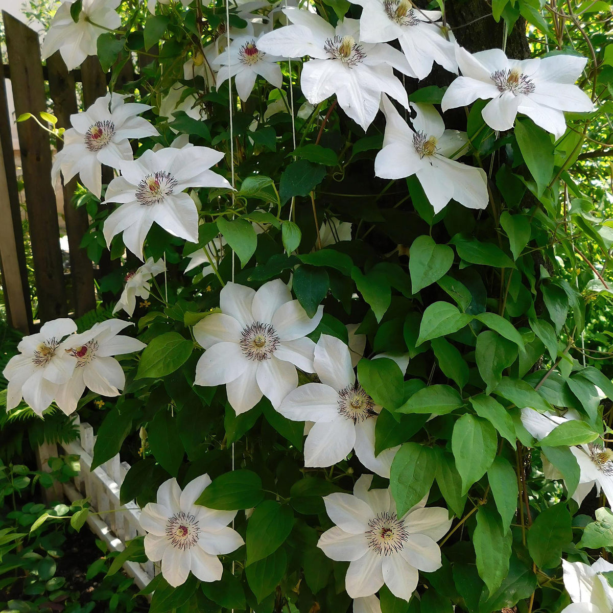 Kletterpflanze Clematis Miss Bateman – Rosa-Weiße Blüten – Wenig Pflege – 2 Pflanzen – 11 cm Höhe 40 cm – Für Garten, Terrasse & Pergolen 