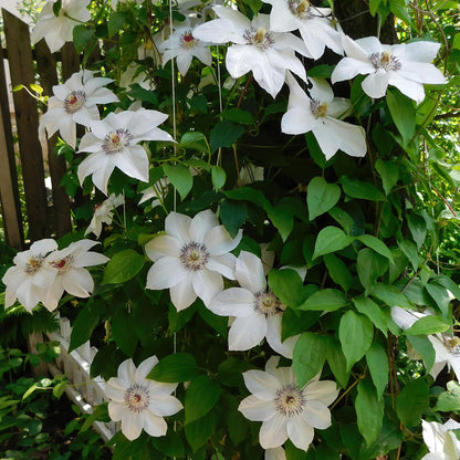 Kletterpflanze Clematis Miss Bateman – Rosa-Weiße Blüten – Wenig Pflege – 2 Pflanzen – 11 cm Höhe 40 cm – Für Garten, Terrasse & Pergolen 