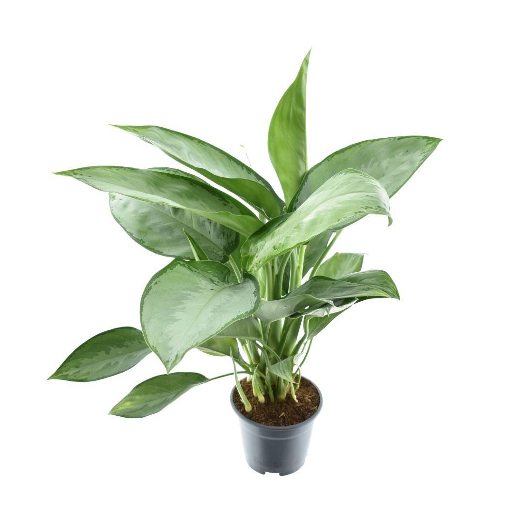 Aglaonema Silverado – Zimmerpflanze – Ø14cm – ca. 40cm hoch – Silbergrün gemustertes Laub – Pflegeleicht & dekorativ – Für halbschattige Innenräume 
