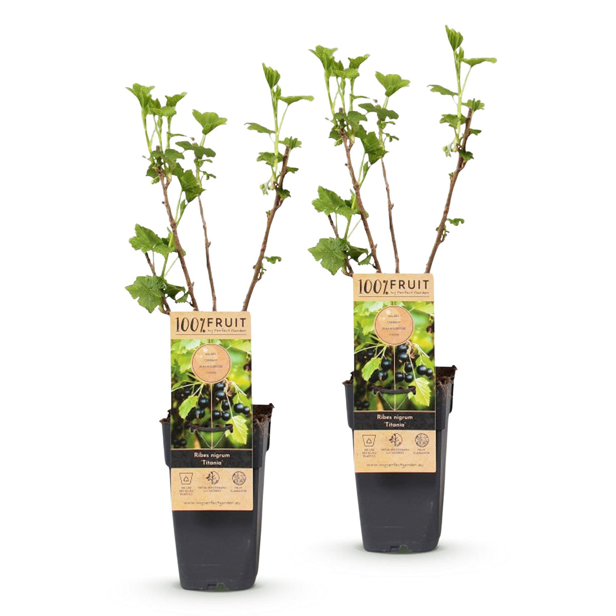 Green boutiQ - Fruit plant - Ribes nigrum Titania - Berry plant - Winter hardy - Blackcurrant - 2 Plants - Pot 15cm - Height 50cm 