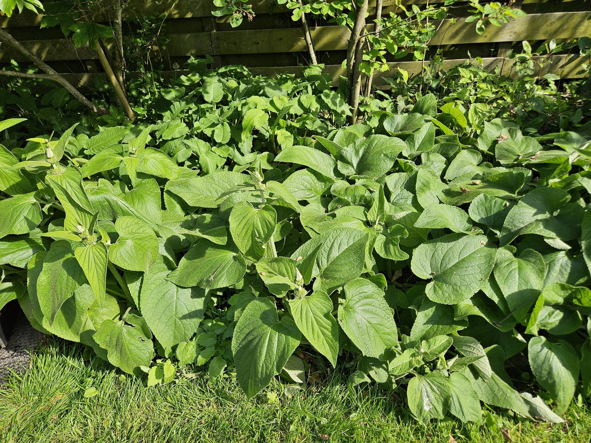 Russel-Brandkraut Phlomis russeliana – ↕10-25cm – Ø9cm – 6 Pflanzen – Winterhart & Bienenfreundlich – Sommerblüher für Beete & Garten 
