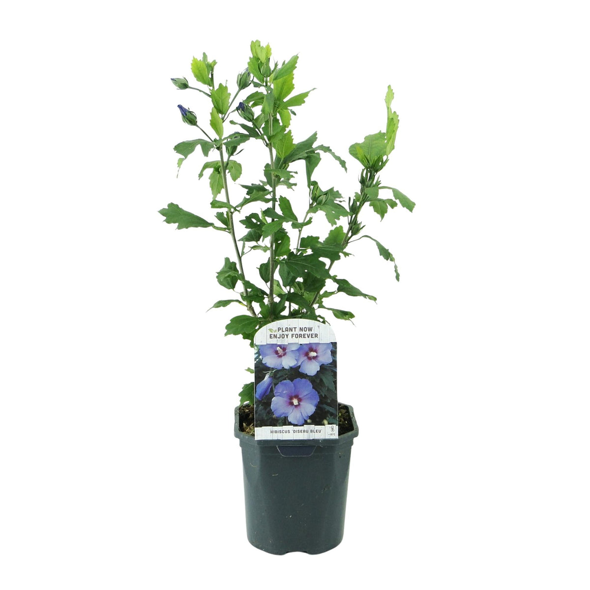 Garteneibisch Hibiscus syriacus Oiseau Blue – Strauch – Blüte Blau – Wenig Pflege – 17cm Höhe 45cm – Für Garten & Terrasse 