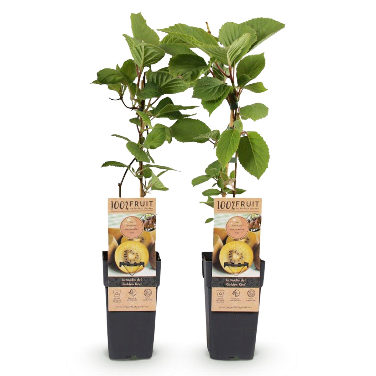 Actinidia deliciosa Golden Kiwi – 2 Obstpflanzen – Süße gelbe Früchte – Ø15cm Höhe 50cm – Einfach zu pflegen & vitaminreich 