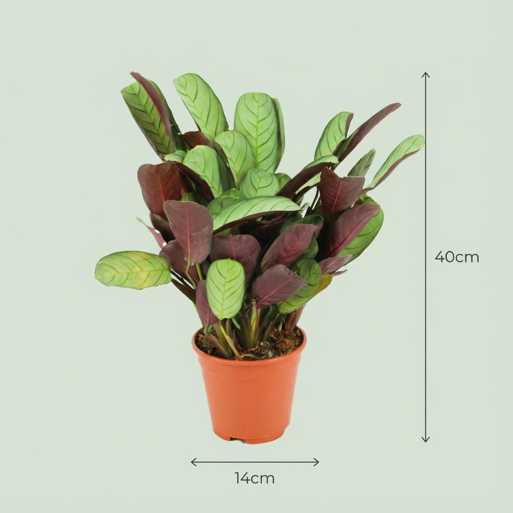 Korbmarante Ctenanthe Amagris – 2 Pflanzen – Ø14cm – Höhe 25–35cm – Gebetspflanze mit graugrünem Blattwerk – Luftfeuchteliebende Zimmerpflanze 