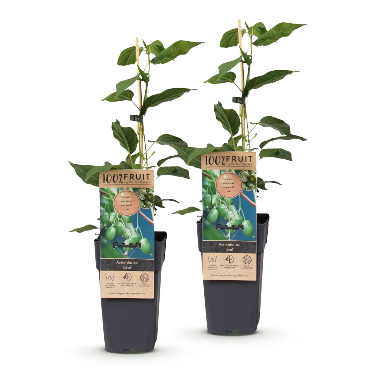 Green boutiQ - Fruit plant - Actinidia arguta Issai - Kiwi plant - Self-pollinating - Green Fruit - 2 Plants - Pot 15cm - Height 50cm 