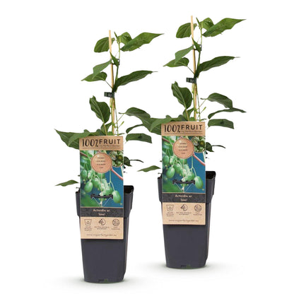 Green boutiQ - Fruit plant - Actinidia arguta Issai - Kiwi plant - Self-pollinating - Green Fruit - 2 Plants - Pot 15cm - Height 50cm 