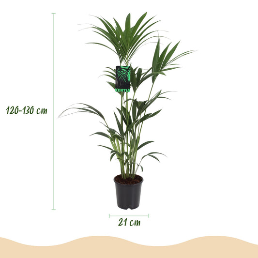 Green boutiQ - Zimmerpflanze - Howea Forsteriana - Kentia-Palme - Wenig Pflege - Grün - 1 Pflanze - mit Korb - Topf 21cm - Höhe 120-130cm 