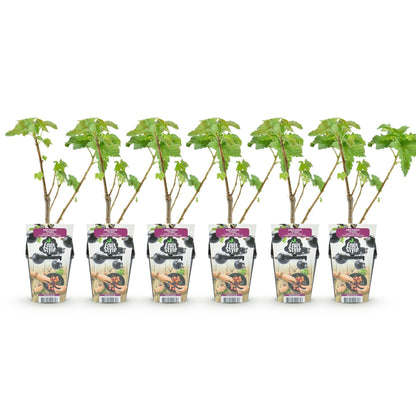 Schwarze Johannisbeere Ribes nigrum Titania winterhart 3 Pflanzen Ø9cm Höhe 30cm – Aromatische Johannisbeerpflanze für Garten