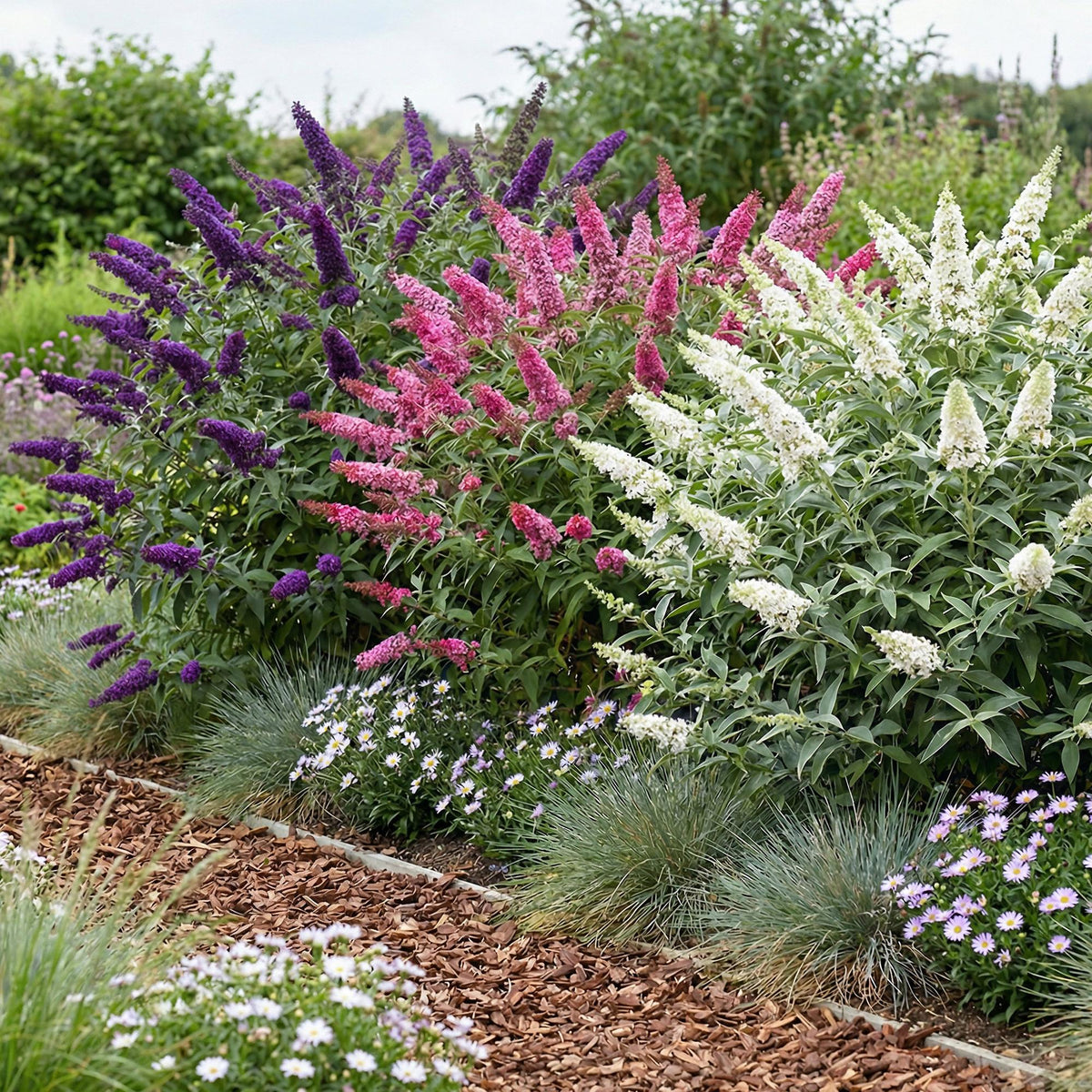 Green boutiQ - Garden Plant - Buddleja davidii Tricolour - Butterfly Bush - Hardy - Blue - Pink - White - 3 Plants - Pot 17cm - Height 45cm 