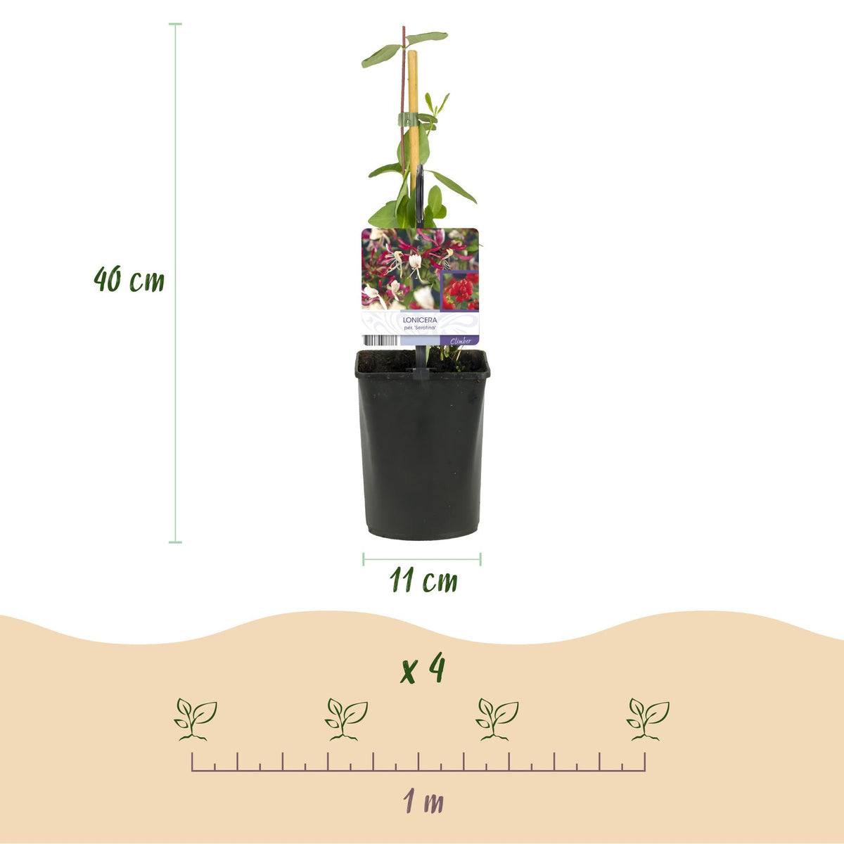 Kletterpflanze Lonicera Serotina – Rosa-Weiße Blüten – Spätsommerblüte – 2 Pflanzen – 11 cm x H40 cm – Winterhart & Pflegeleicht – Für Garten, Balkon & Pergola 