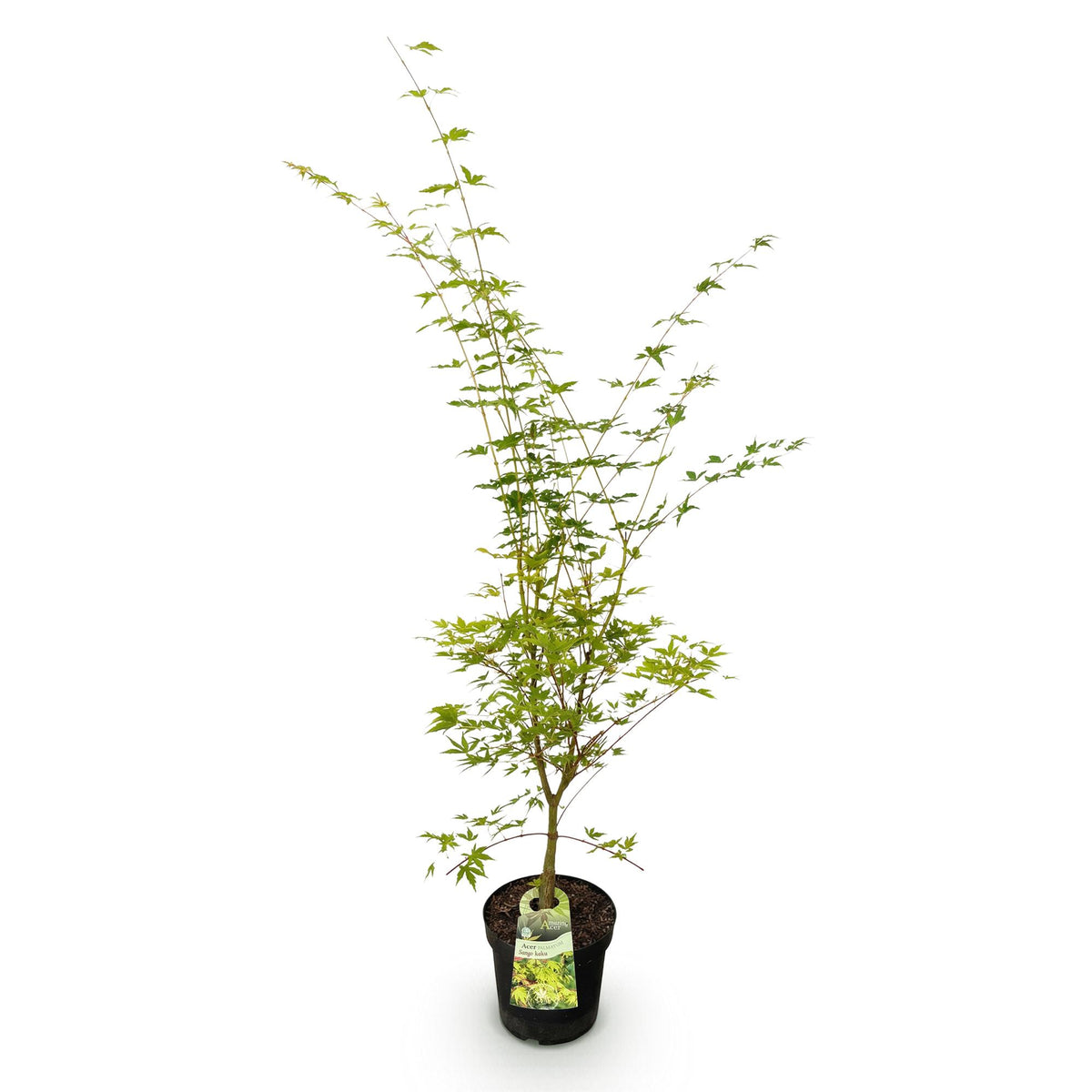 Green boutiQ - Gartenpflanze - Acer palmatum Sangokaku - Japanischer Ahorn - Laubabwerfend - Grün - 1 - Topf 26cm - Höhe 90cm 