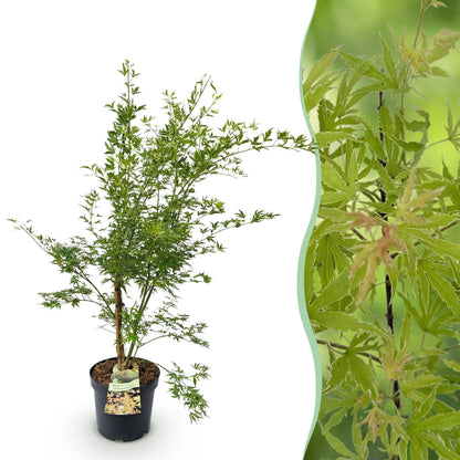Green boutiQ - Gartenpflanze - Acer palmatum Methamorphosa - Japanischer Ahorn - Laubabwerfend - Grün - Orange - 1 - Topf 26cm - Höhe 90cm 