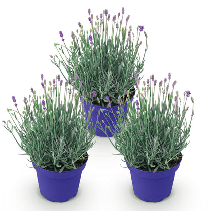 Green boutiQ - Gartenpflanze - Lavandula angustifolia Hidcote - Lavendel - Winterhart - Lila - 3 Pflanzen - Topf 12cm - Höhe 15-25cm 
