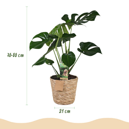 Green boutiQ - Zimmerpflanzen - Monstera Deliciosa - Fensterblatt - Pflegeleicht - mit Korb - Grün - 1 Pflanze - Topf 21cm - Höhe 70-80cm 