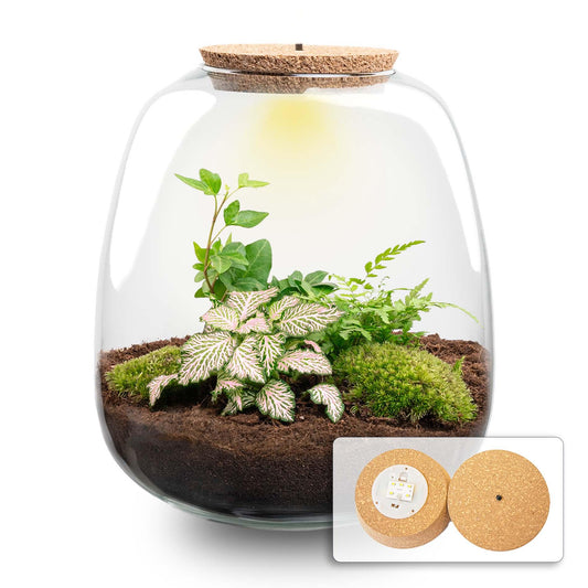 Flaschengarten „Emma“ – Bausatz mit LED-Korkdeckel – Ø23cm ↕25cm – DIY Pflanzenterrarium mit Efeu, Farn & Fittonia Pink Tiger – Selbstversorgendes Mini-Ökosystem aus Glas 