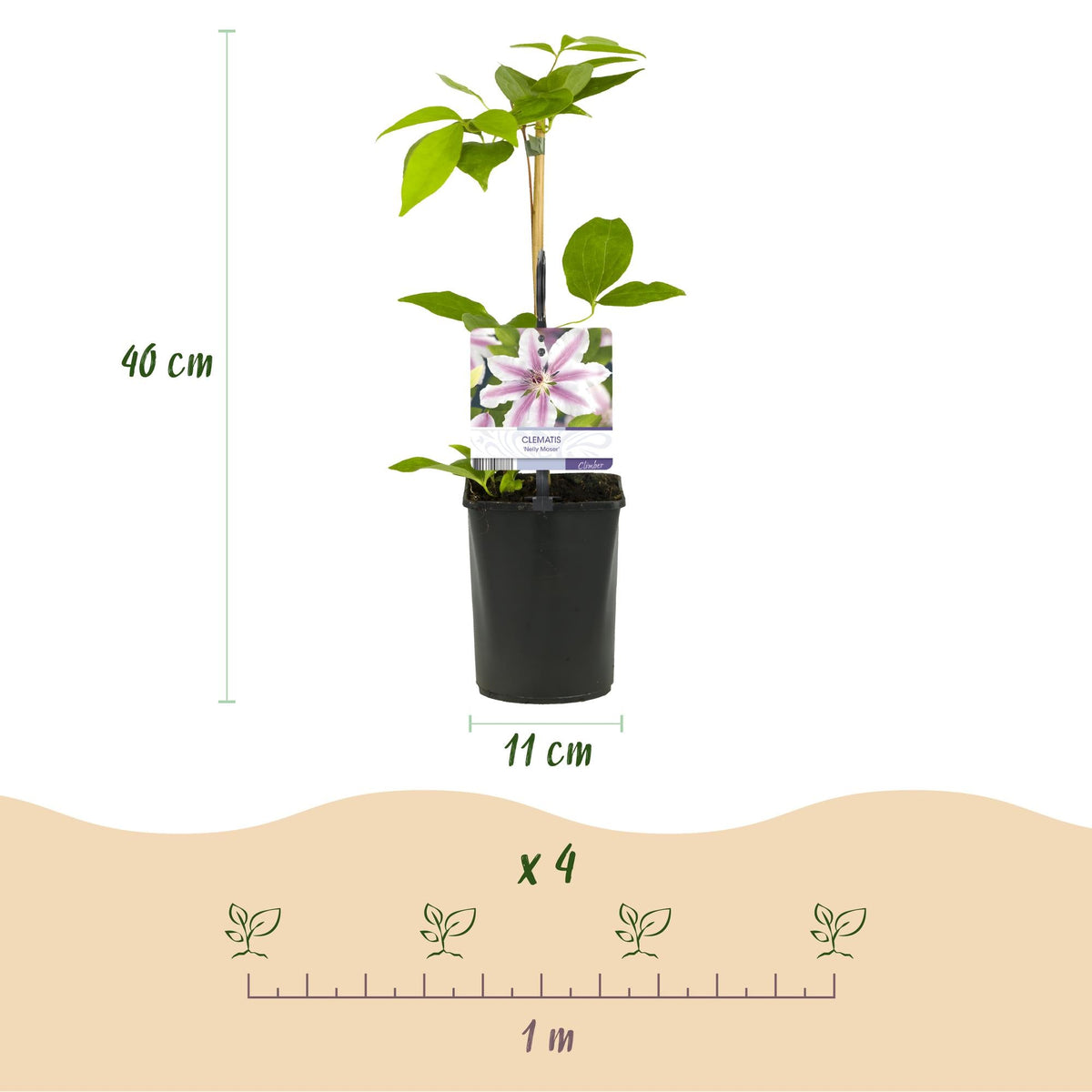 Kletterpflanze Clematis Nelly Moser – Rosa Blüten – Wenig Pflege – 2 Pflanzen – 11 cm Höhe 40 cm – Für Garten, Balkon & Pergolen 