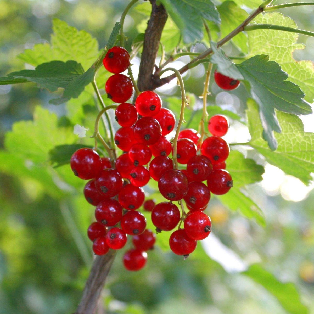 Green boutiQ - Fruit plant - Ribes rubrum Jonkheer van Tets - Berry Plant - Hardy - Red Currant - 2 Plants - Pot 15cm - Height 50cm 