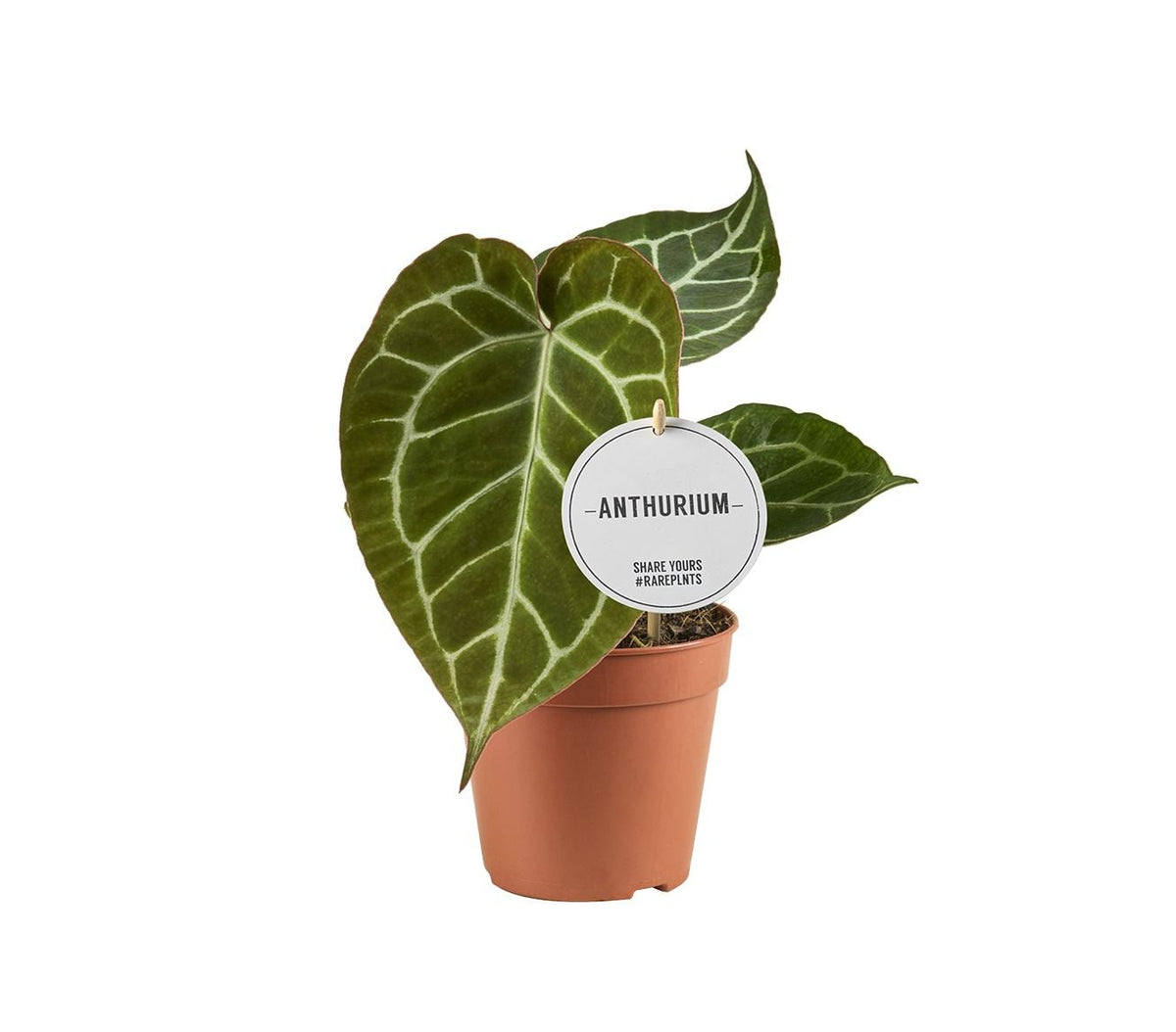 Herzblattblume Anthurium Crystallinum – Zimmerpflanze – Ø12cm – ca. 20cm hoch – Samtige Blätter mit silberner Aderung – Exotisch & pflegeleicht 