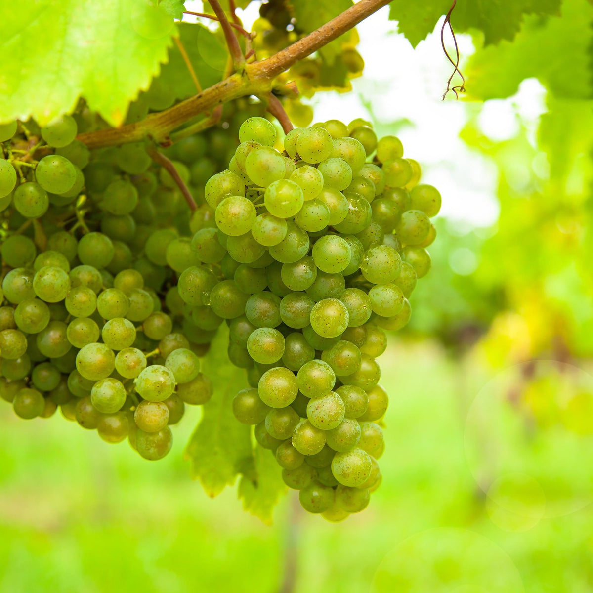 Weinrebe Vitis vinifera Frühzeit von der Laan – Weiße Traube – 2 Pflanzen – Obstpflanze – 15cm – Höhe 50cm 