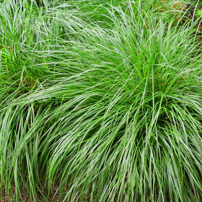 GreenboutiQ - Ziergräser - Carex oshimensis Intense Green - Grün - 1 Pflanze - Immergrün - Winterhart - Topf 17cm Höhe 50cm 