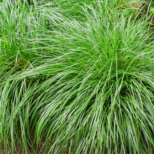 GreenboutiQ - Ziergräser - Carex oshimensis Intense Green - Grün - 1 Pflanze - Immergrün - Winterhart - Topf 17cm Höhe 50cm 