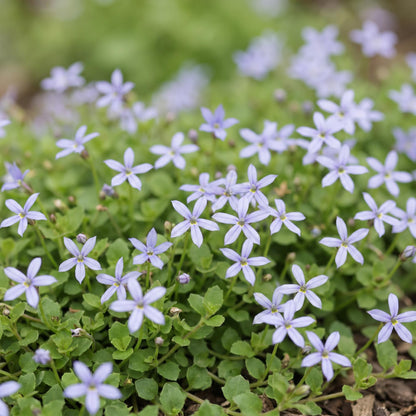 Sternmoos – Isotoma fluviatilis – 6 Pflanzen – Topf Ø11cm – Bienenfreundliche Staude für Garten & Balkon – Ansicht 5