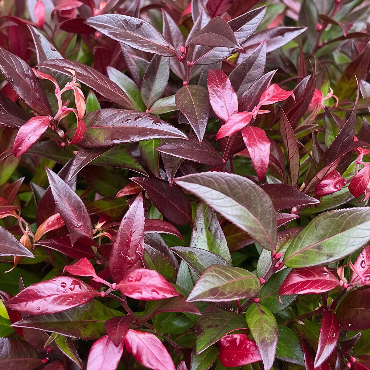 GreenboutiQ - Gartenpflanze - Leucothoe Zeblid - Rot - 1 Pflanze - Immergrün - Wenig Pflege - Topf 17cm Höhe 45cm 