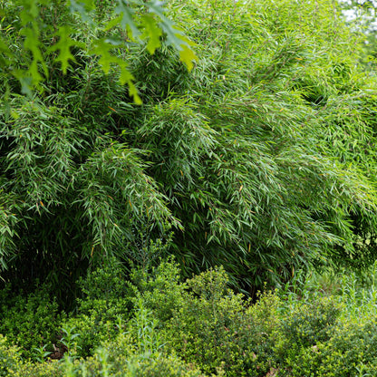 Bambus Fargesia Red Dragon – Immergrün – 2 Pflanzen – Nicht ausbreitend – Mit roten Stängeln – Für Hecke, Garten & Terrasse –