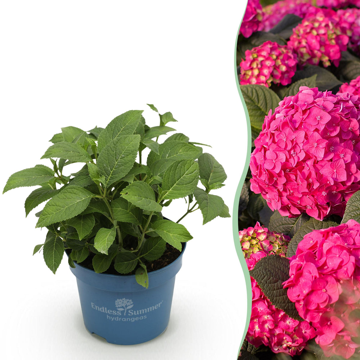 Green boutiQ - Gartenpflanze - Hydrangea Endless Summer Summer Love Red - Hortensie - Winterhart - Rot - 1 Pflanze - Topf 14cm - Höhe 20-25cm 