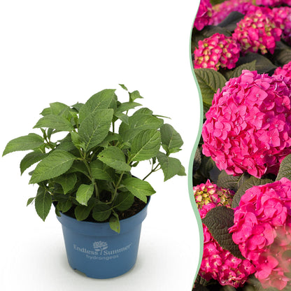 Green boutiQ - Gartenpflanze - Hydrangea Endless Summer Summer Love Red - Hortensie - Winterhart - Rot - 1 Pflanze - Topf 14cm - Höhe 20-25cm 
