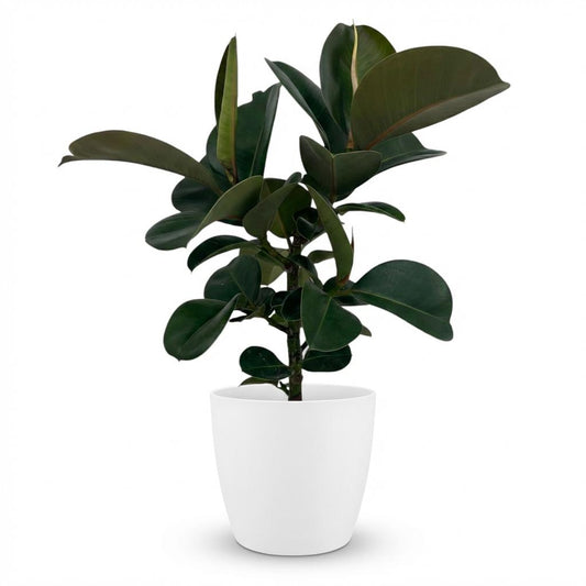 Ficus Elastica Cloe Gummibaum 65cm – Zimmerpflanze im weißen Übertopf Ø19cm – große glänzende grüne Blätter – pflegeleicht, luftreinigend für Wohnung, Büro & Flur – ideal bei Halbschatten 