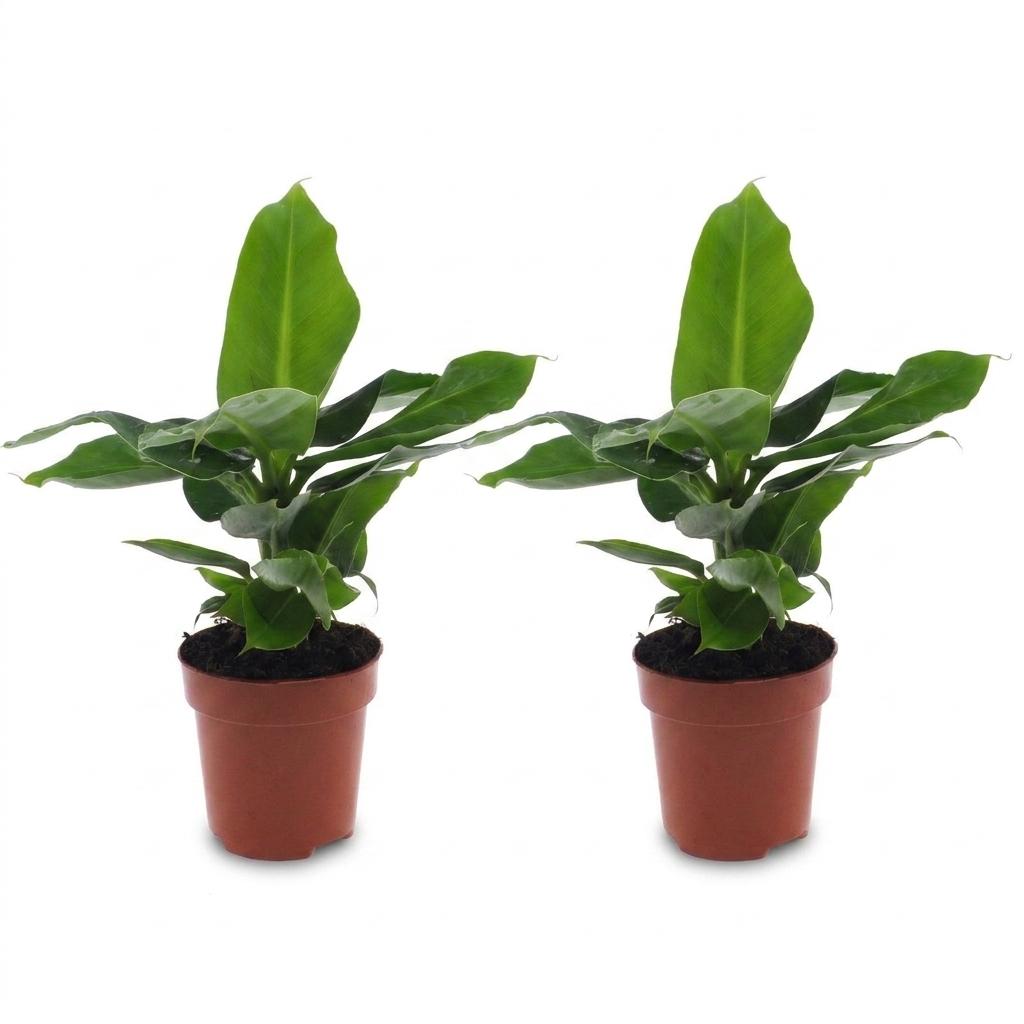 Orientalische Zwergbanane – Musa 'Oriental Dwarf' – 2 Pflanzen – Topf Ø12cm – Höhe 30cm – Ansicht 2
