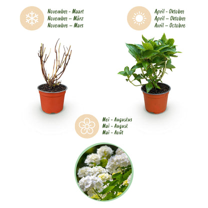 Green boutiQ - Gartenpflanze - Hydrangea macrophylla Weiß - Hortensie - Winterhart - Weiß - 1 Pflanze - Topf 12cm - Höhe 20-30cm 