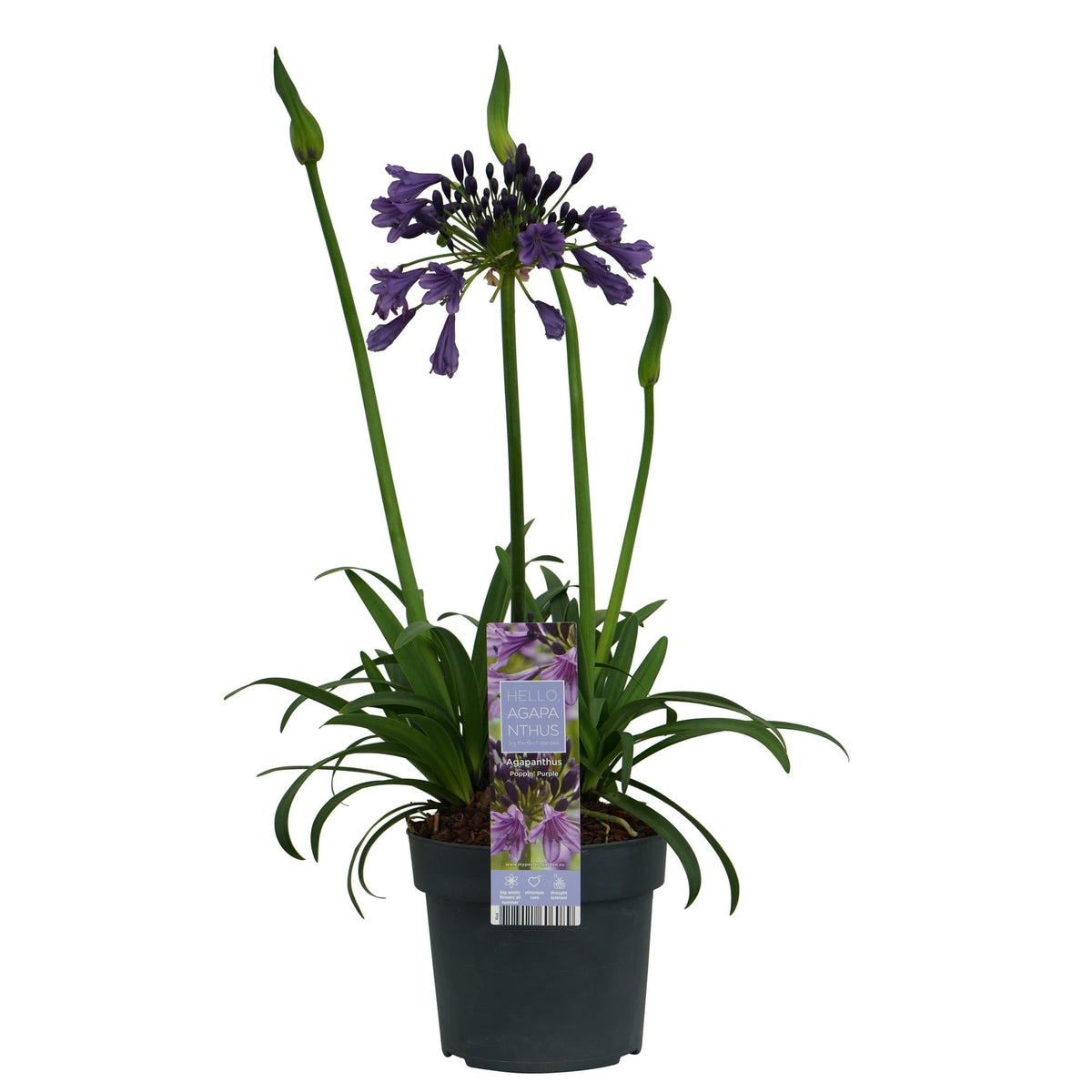 Schmuck-Lilie - Agapanthus 'Poppin Purple' - Ø19cm - ↕30cm 