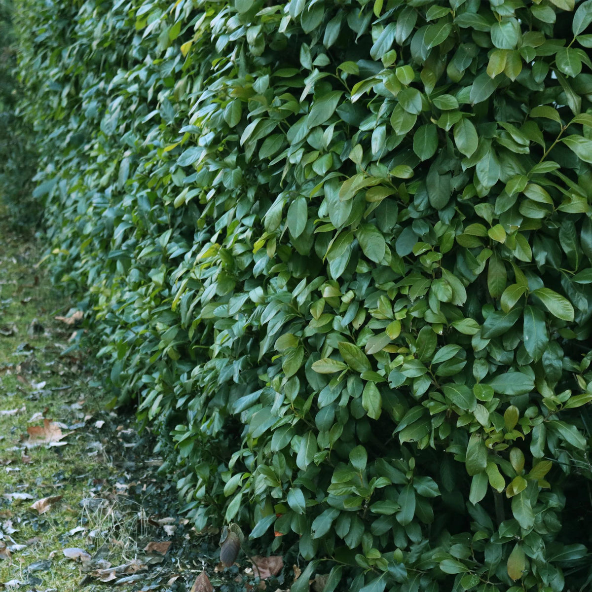 Kirschlorbeer Prunus laurocerasus Etna – Hecke – Blatt grün – 6 Pflanzen – 1 laufender Meter – Immergrün –  17cm x H50cm – Schnell wachsend & pflegeleicht 