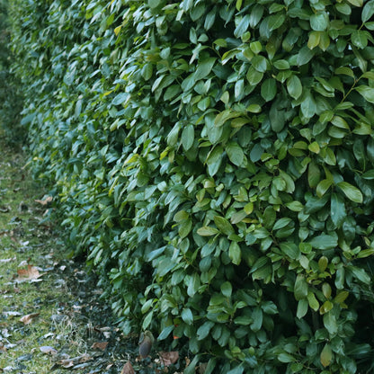 Kirschlorbeer Prunus laurocerasus Etna – Hecke – Blatt grün – 6 Pflanzen – 1 laufender Meter – Immergrün –  17cm x H50cm – Schnell wachsend & pflegeleicht 