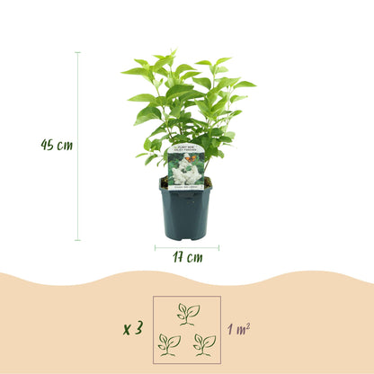 Green boutiQ - Garden Plant - Syringa vulgaris Mme Lemoine - Common Lilac - Hardy - White - 1 Plant - Pot 17cm - Height 45cm 
