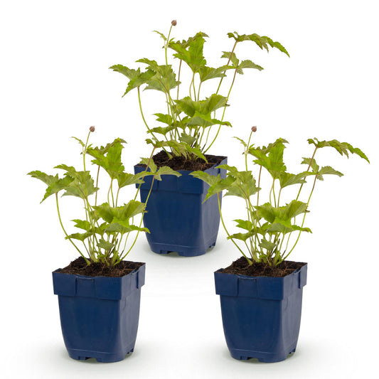 Herbst-Anemone 'Honorine Jobert' – Anemone hybrida 'Honorine Jobert' – Topf Ø11cm – Ansicht 2