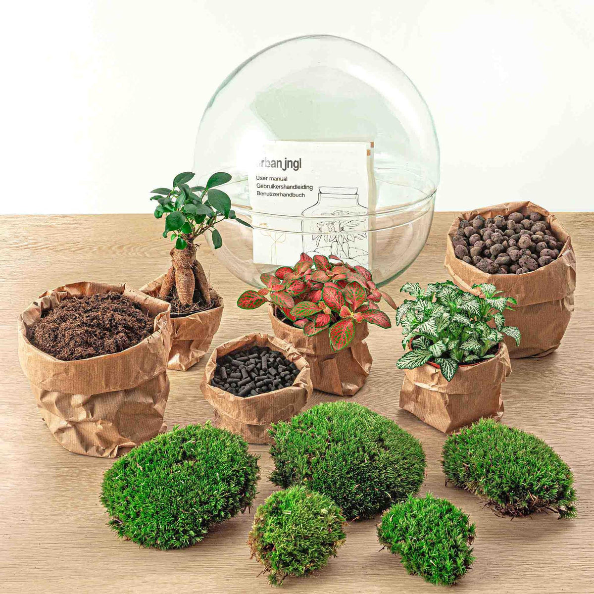 Flaschengarten DIY Bausatz Dome XL – Terrarium Ø30cm x H30cm – Selbstbewässerndes Pflanzterrarium mit Ficus Ginseng Bonsai & Fittonia – Do-It-Yourself Mini-Ökosystem 