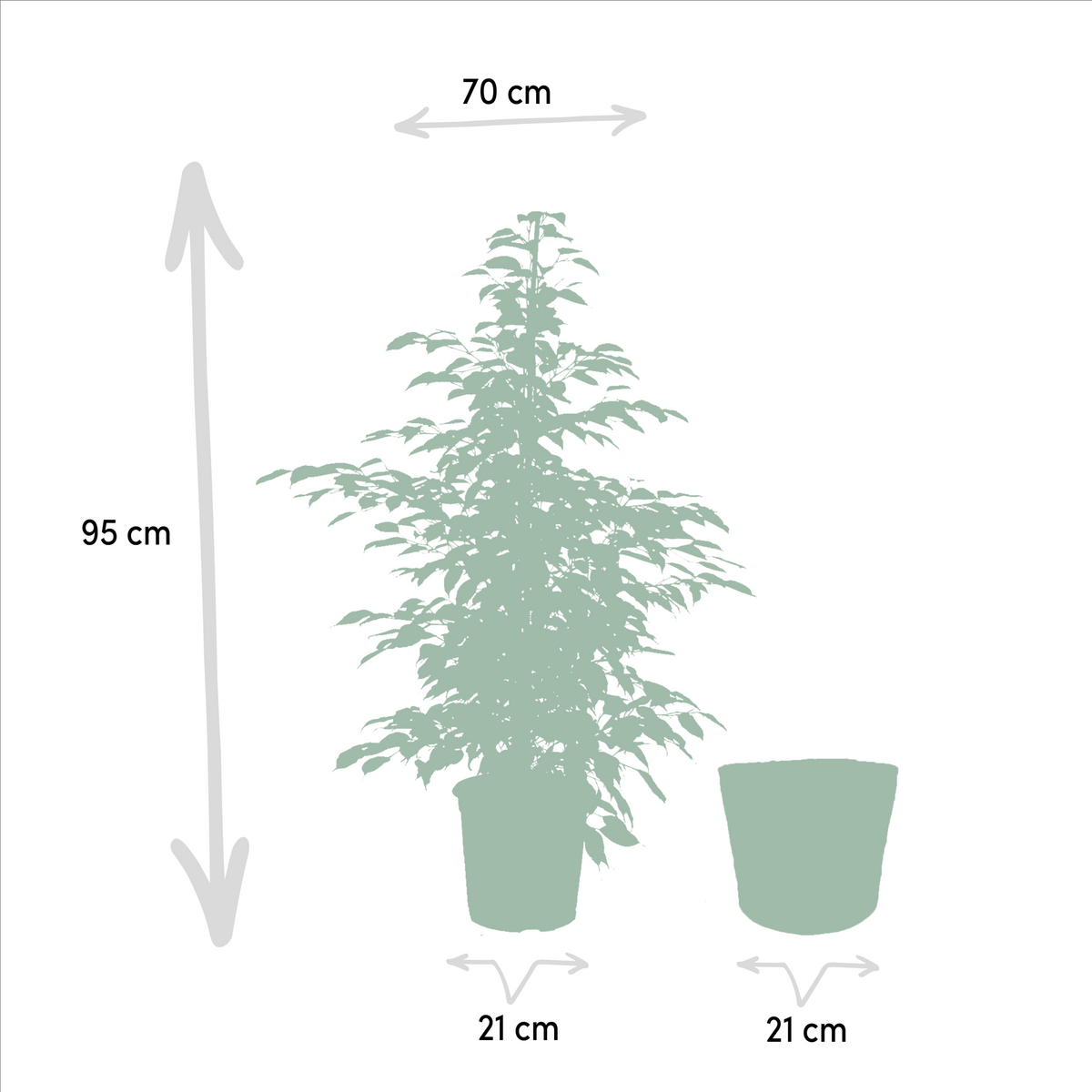 Ficus benjamina Twilight - Ø21cm - ↕95cm + Korb Selin 