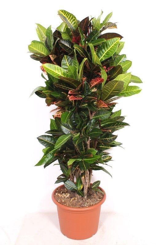 Codiaeum Petra - 180cm 