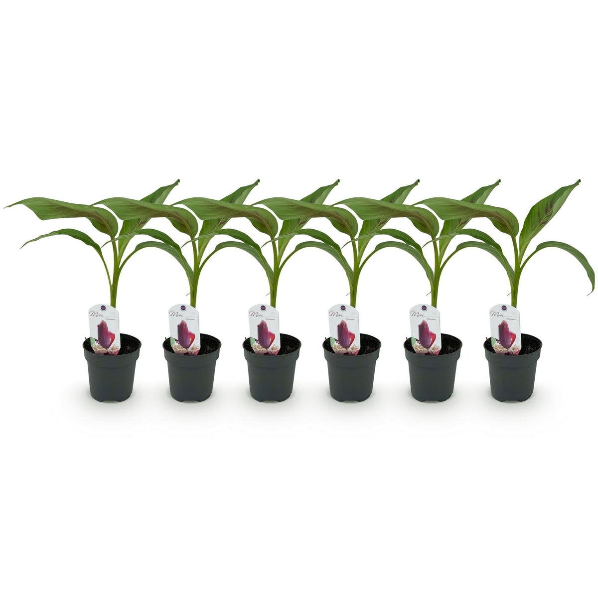 Bananenpflanze Musa sikkimensis Red Tiger – Tropische Gartenbanane – Ø12cm, Höhe ca. 30cm – Ansicht 13
