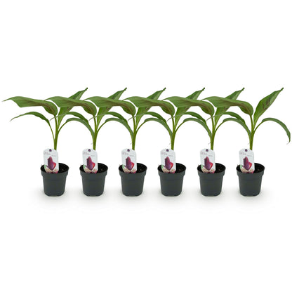 Bananenpflanze Musa sikkimensis Red Tiger – Tropische Gartenbanane – Ø12cm, Höhe ca. 30cm – Ansicht 13