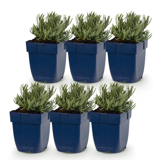 Lavendel 'Rosea' – Lavandula angustifolia 'Rosea' – 6 Pflanzen – Topf Ø11cm – Ansicht 2