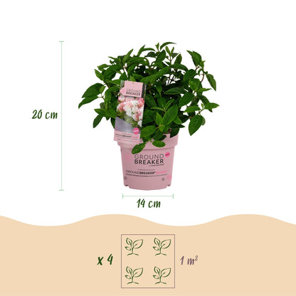 Green boutiQ - Gartenpflanze - Hydrangea panniculata Groundbreaker Blush - Bauernhortensie - Winterhart - Rosa - 1 Pflanze - Topf 14cm - Höhe 20-25cm 